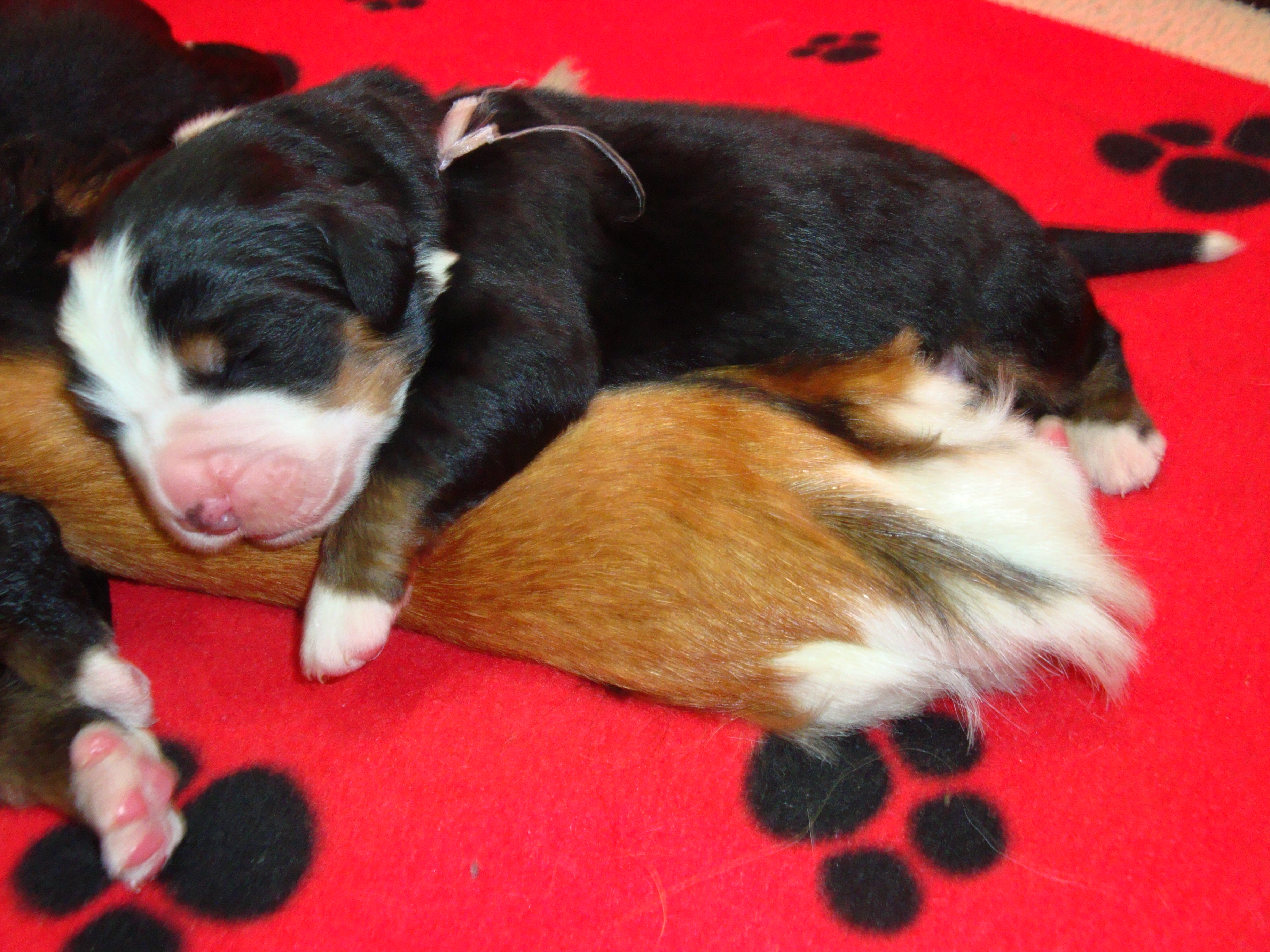 sleeping sleeping